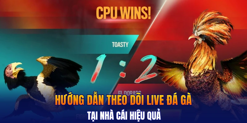 Hướng dẫn theo dõi live đá gà tại nhà cái hiệu quả 